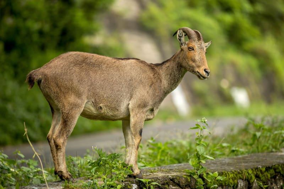 State Animal of Tamil Nadu
