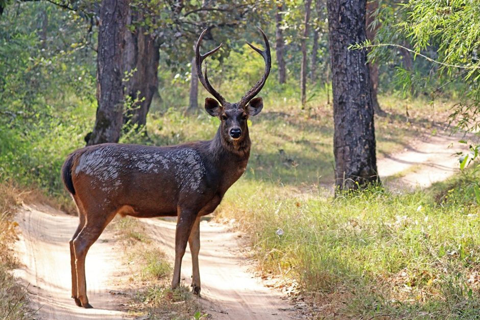State Animal of Odisha