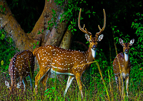 State Animal of Telangana