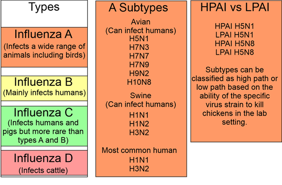 H5N1 Bird flu
