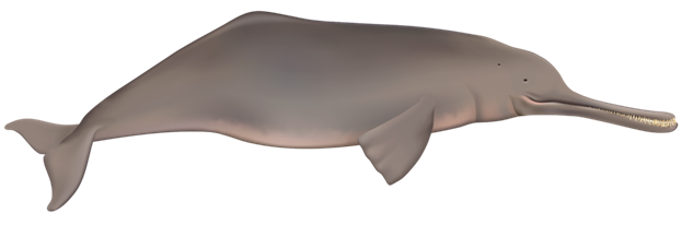 Ganges River Dolphin
