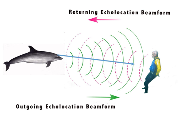 Echolocation of Ganges River Dolphin