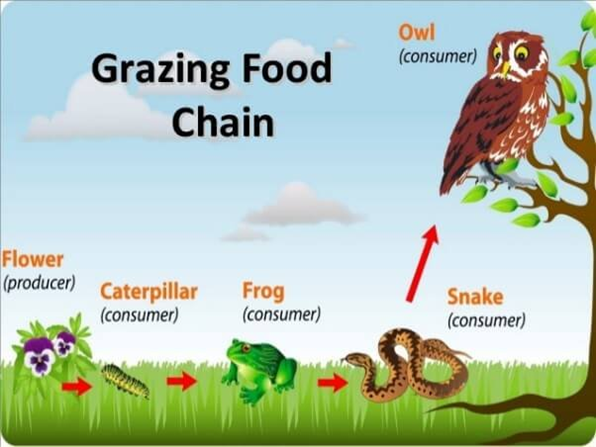 Grazing Food Chain